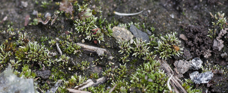 Bryum argenteum